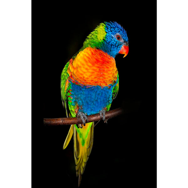 Rainbow Lorikeet Parrots Unframed Paper Poster-Paper Posters Unframed-POS_UN-IC 5004702 IC 5004702, Animals, Birds, Black, Black and White, Nature, Pets, Scenic, Tropical, rainbow, lorikeet, parrots, unframed, paper, wall, poster, adorable, animal, australia, background, beak, beautiful, beauty, bird, blue, branch, closeup, colorful, colors, colourful, colours, cute, dar, feather, feathered, isolated, isolation, jungle, night, one, orange, outdoors, paradise, parakeet, parrot, pet, wild, wings, yellow, artz