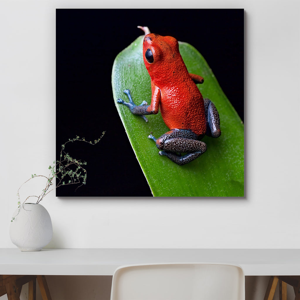 Red Poison Dart Frog Blue Legs Canvas Painting Synthetic Frame-Paintings MDF Framing-AFF_FR-IC 5000685 IC 5000685, American, Animals, Art and Paintings, Nature, Pets, Scenic, Tropical, Wildlife, red, poison, dart, frog, blue, legs, canvas, painting, synthetic, frame, amphibian, animal, beautiful, bright, central, america, costa, rica, cute, endangered, exotic, jungle, panama, poisonous, rain, forest, rainforest, species, terrarium, toxic, vivid, artzfolio, wall decor for living room, wall frames for living 
