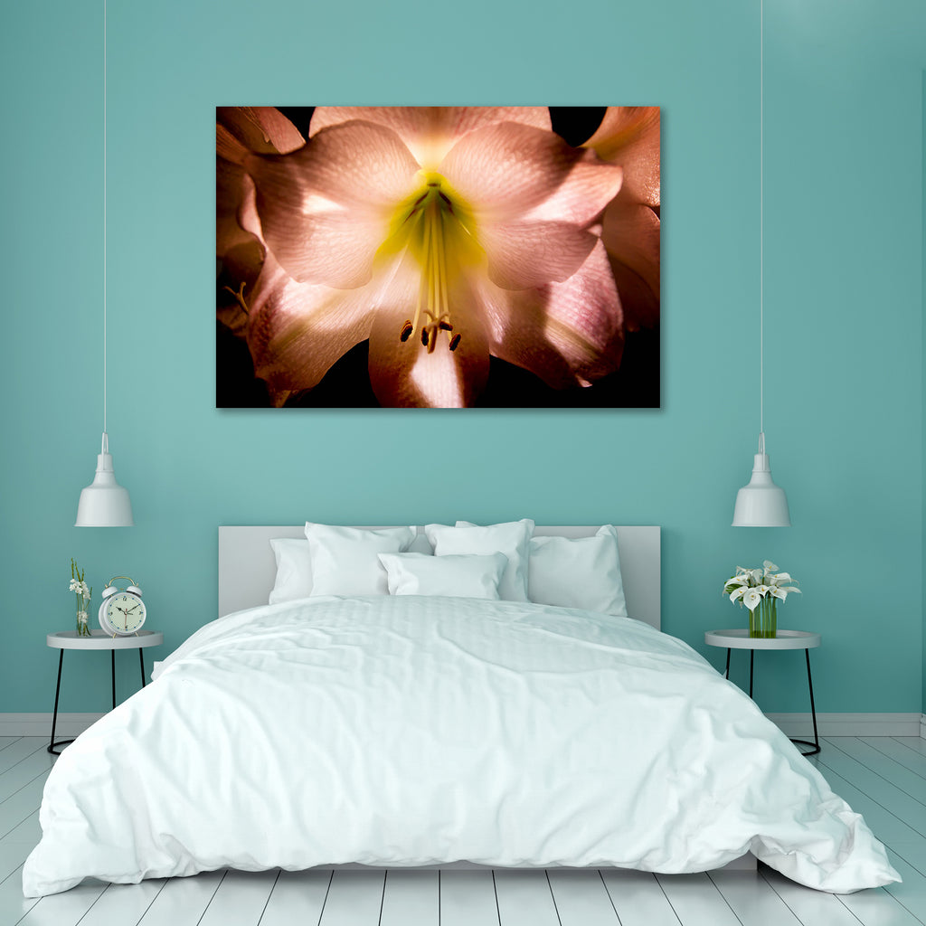 Amaryllis Canvas Painting Synthetic Frame-Paintings MDF Framing-AFF_FR-IC 5000752 IC 5000752, Black, Black and White, Botanical, Floral, Flowers, Nature, Scenic, White, amaryllis, canvas, painting, synthetic, frame, background, bloom, blossom, close, up, flower, free, garden, green, hippie, indoor, plant, leaf, macro, petal, pink, pollen, stamps, artzfolio, wall decor for living room, wall frames for living room, frames for living room, wall art, canvas painting, wall frame, scenery, panting, paintings for 