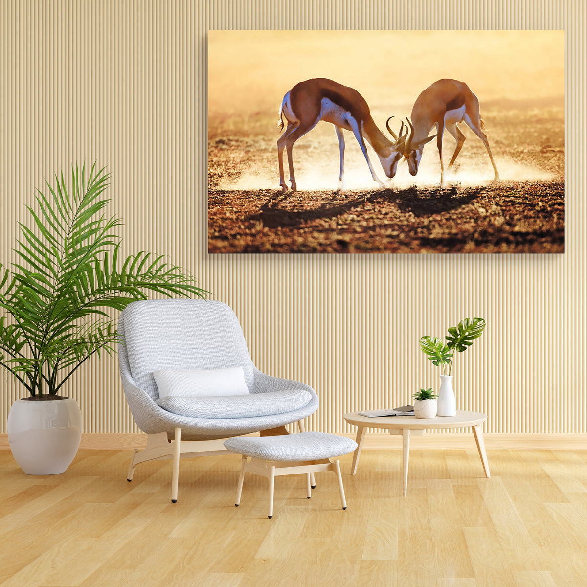 Springbok Dual in Kalahari Desert, South Africa Canvas Painting ...