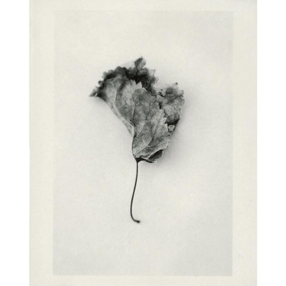 Natural Mulberry Tree Leaf Canvas Painting Synthetic Frame-Paintings MDF Framing-AFF_FR-IC 5000026 IC 5000026, Art and Paintings, Asian, Black and White, Cities, City Views, Japanese, Nature, Photography, Scenic, Seasons, White, natural, mulberry, tree, leaf, canvas, painting, synthetic, frame, age, art, background, black, and, change, closed, dead, death, depression, fallen, fine, isolated, leaves, loss, object, old, one, paper, pathos, sad, seasonal, simple, simplicity, wabi, sabi, winter, wrinkled, zen, 