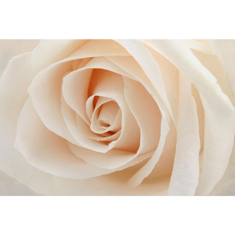 ArtzFolio White Rose Unframed Paper Poster-Paper Posters Unframed-AZART811237POS_UN_L-Image Code 5000028 Vishnu Image Folio Pvt Ltd, IC 5000028, ArtzFolio, Paper Posters Unframed, Floral, Photography, white, rose, unframed, paper, poster, wall, large, size, for, living, room, home, decoration, big, framed, decor, posters, pitaara, box, modern, art, with, frame, bedroom, amazonbasics, door, drawing, small, decorative, office, reception, multiple, friends, images, reprints, reprint, kids, bathroom, designer, 