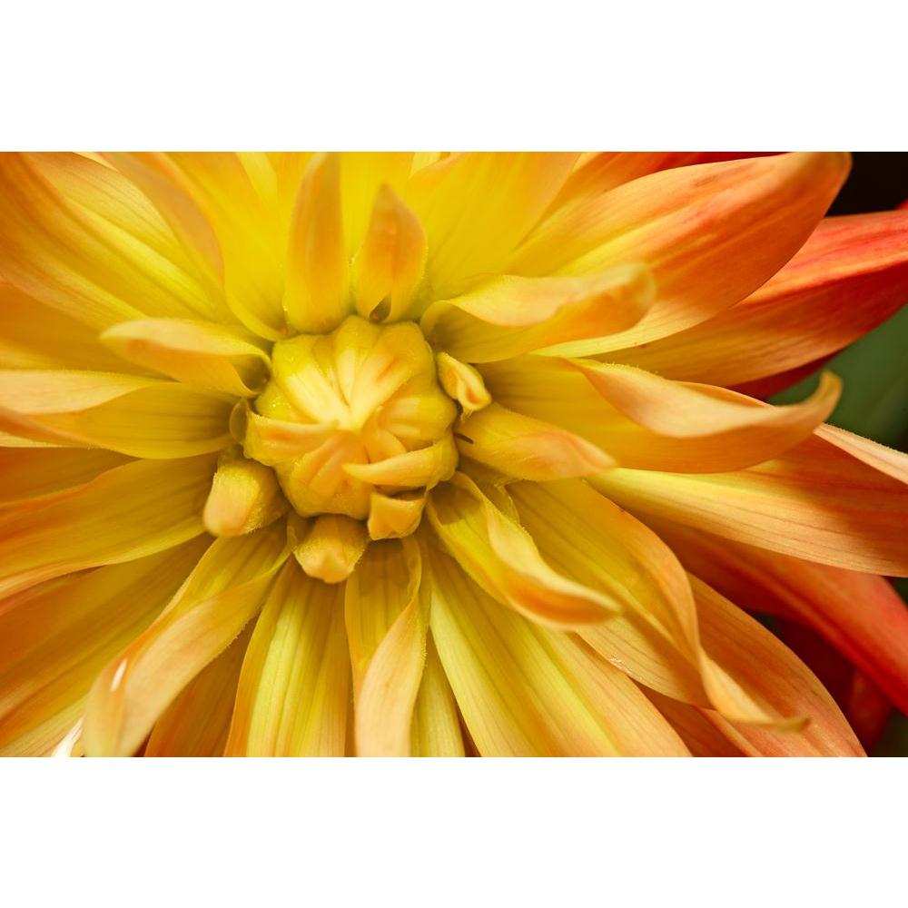 Yellow Orange Double Flowering Dahlia Canvas Painting Synthetic Frame-Paintings MDF Framing-AFF_FR-IC 5000036 IC 5000036, Botanical, Floral, Flowers, Nature, Scenic, yellow, orange, double, flowering, dahlia, canvas, painting, synthetic, frame, abloom, aroma, aromatherapy, background, beautiful, blooming, blur, bright, drops, fine, flora, flower, glorious, isolated, petals, rainy, wet, artzfolio, wall decor for living room, wall frames for living room, frames for living room, wall art, canvas painting, wall