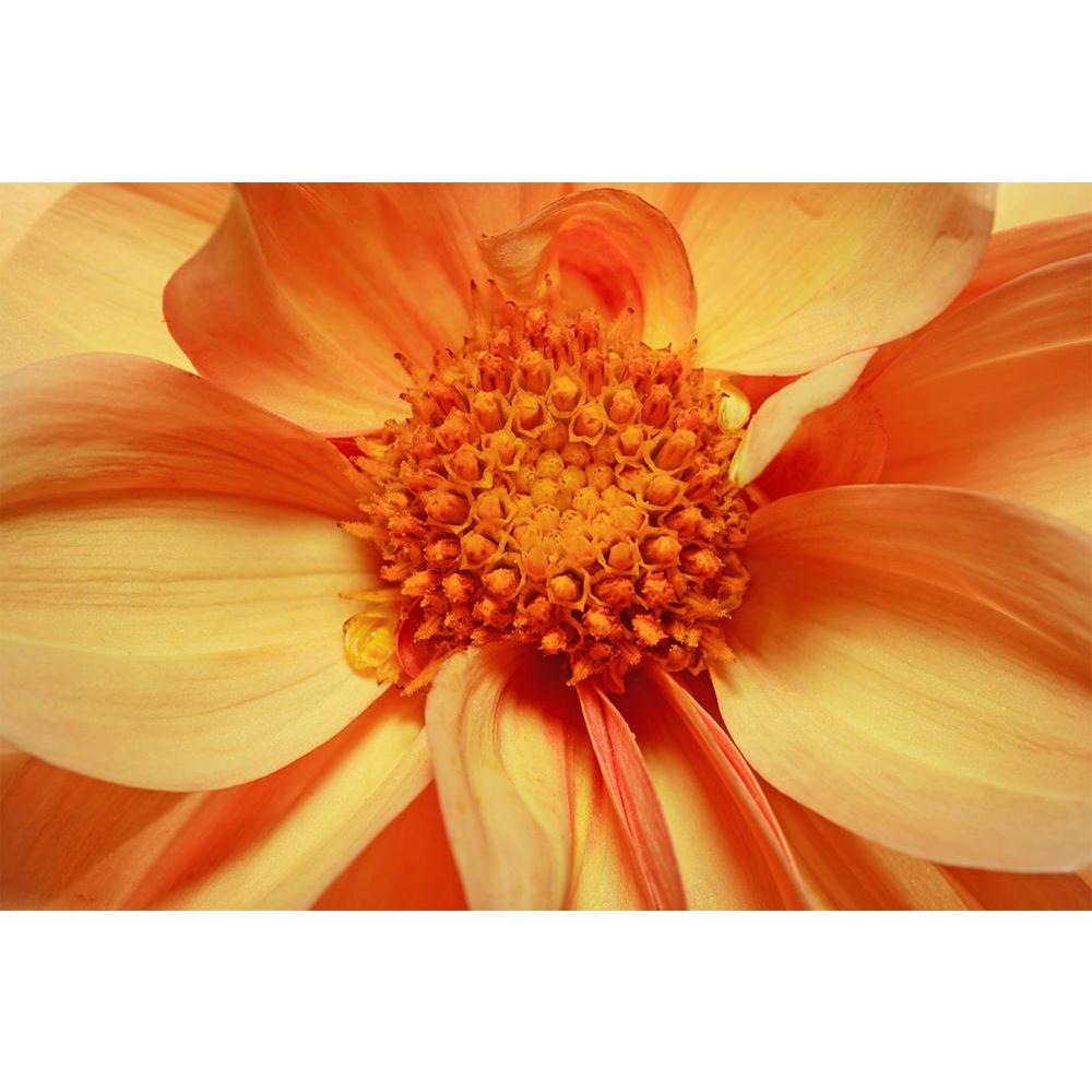 ArtzFolio Single Flowering Dahlia Unframed Paper Poster-Paper Posters Unframed-AZART1622189POS_UN_L-Image Code 5000037 Vishnu Image Folio Pvt Ltd, IC 5000037, ArtzFolio, Paper Posters Unframed, Floral, Photography, single, flowering, dahlia, unframed, paper, poster, wall, large, size, for, living, room, home, decoration, big, framed, decor, posters, pitaara, box, modern, art, with, frame, bedroom, amazonbasics, door, drawing, small, decorative, office, reception, multiple, friends, images, reprints, reprint