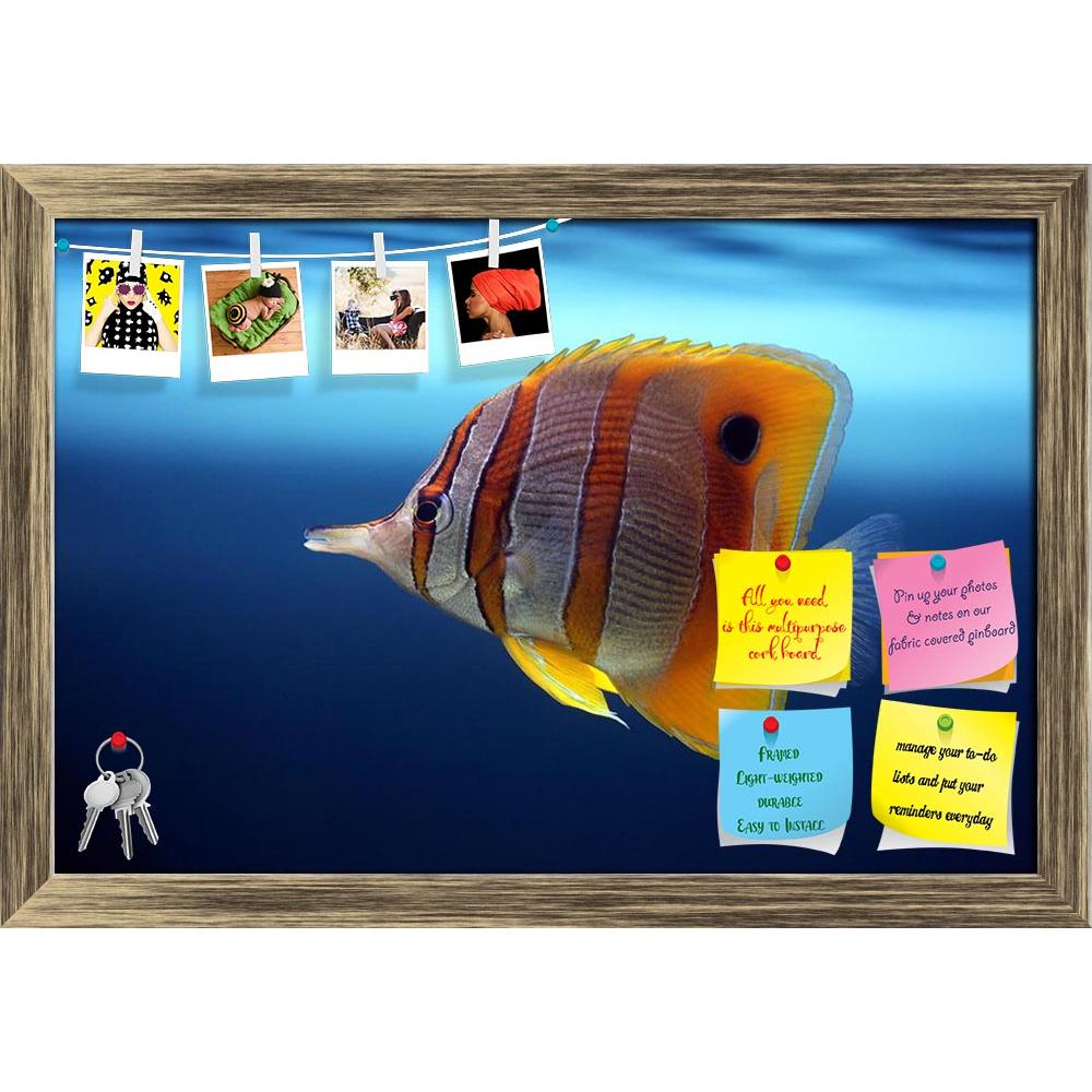 ArtzFolio Sixspine Butterfly Fish Printed Bulletin Board Notice Pin Board Soft Board | Framed-Bulletin Boards Framed-AZSAO2300471BLB_FR_L-Image Code 5000039 Vishnu Image Folio Pvt Ltd, IC 5000039, ArtzFolio, Bulletin Boards Framed, Animals, Kids, Photography, sixspine, butterfly, fish, printed, bulletin, board, notice, pin, soft, framed, colourful, butterfly-fish, floats, aquarium, pin up board, push pin board, extra large cork board, big pin board, notice board, small bulletin board, cork board, wall notic