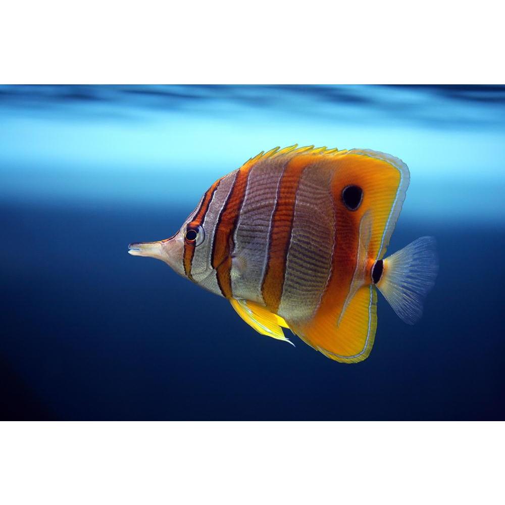Sixspine Butterfly Fish Canvas Painting Synthetic Frame-Paintings MDF Framing-AFF_FR-IC 5000039 IC 5000039, Animals, Nature, Parents, Scenic, Wildlife, sixspine, butterfly, fish, canvas, painting, synthetic, frame, tropical, water, animal, eye, scale, aquarium, beautiful, beauty, in, blue, color, image, colourful, coral, deep, descriptive, diving, exoticism, fin, tank, floats, marines, purity, reef, sea, life, suspicion, swimming, transparent, turquoise, underwater, zoo, artzfolio, wall decor for living roo