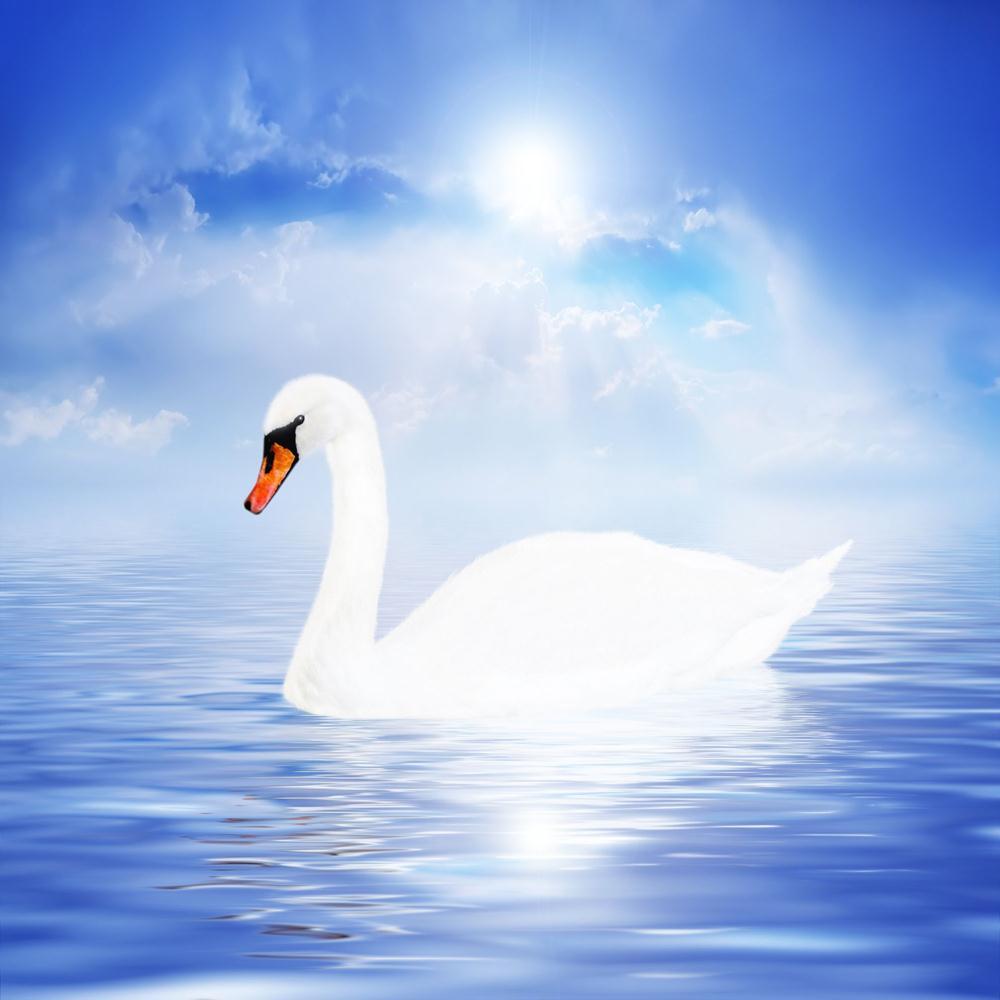 Pitaara Box White Swan Canvas Painting Synthetic Frame-Paintings MDF Framing-PBART2612809AFF_FR_L-Image Code 5000043 Vishnu Image Folio Pvt Ltd, IC 5000043, Pitaara Box, Paintings MDF Framing, Birds, Landscapes, Fine Art Reprint, white, swan, canvas, painting, synthetic, frame, beautiful, sky, background, framed canvas print, wall painting for living room with frame, canvas painting for living room, artzfolio, poster, framed canvas painting, wall painting with frame, canvas painting with frame living room, 