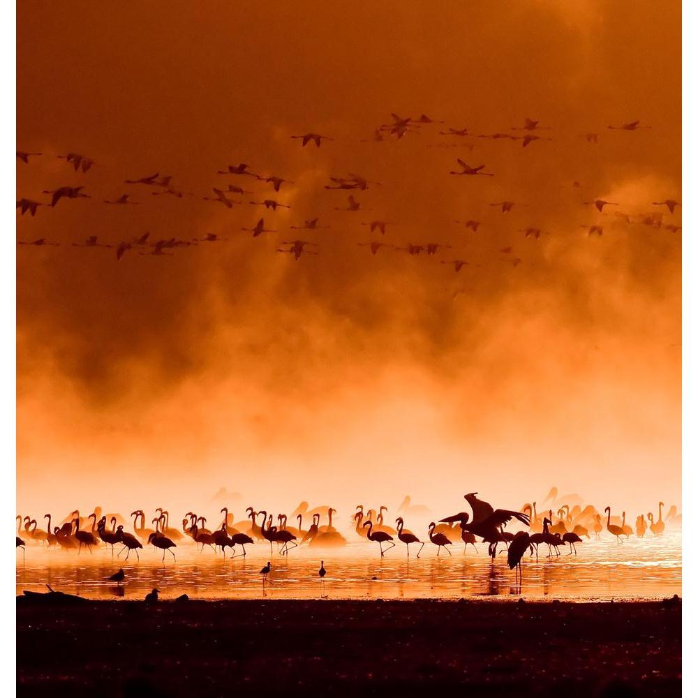 Flocks Of Flamingos Lake Nakuru Kenya Canvas Painting Synthetic Frame-Paintings MDF Framing-AFF_FR-IC 5000061 IC 5000061, African, Animals, Birds, Landscapes, Nature, Patterns, Photography, Scenic, Sports, Wildlife, flocks, of, flamingos, lake, nakuru, kenya, canvas, painting, synthetic, frame, africa, background, beauty, color, colored, dancing, east, explorer, feeding, flamingo, flock, game, group, herd, horizontal, landscape, migrating, mirrored, motion, national, outdoors, park, pattern, pink, protected