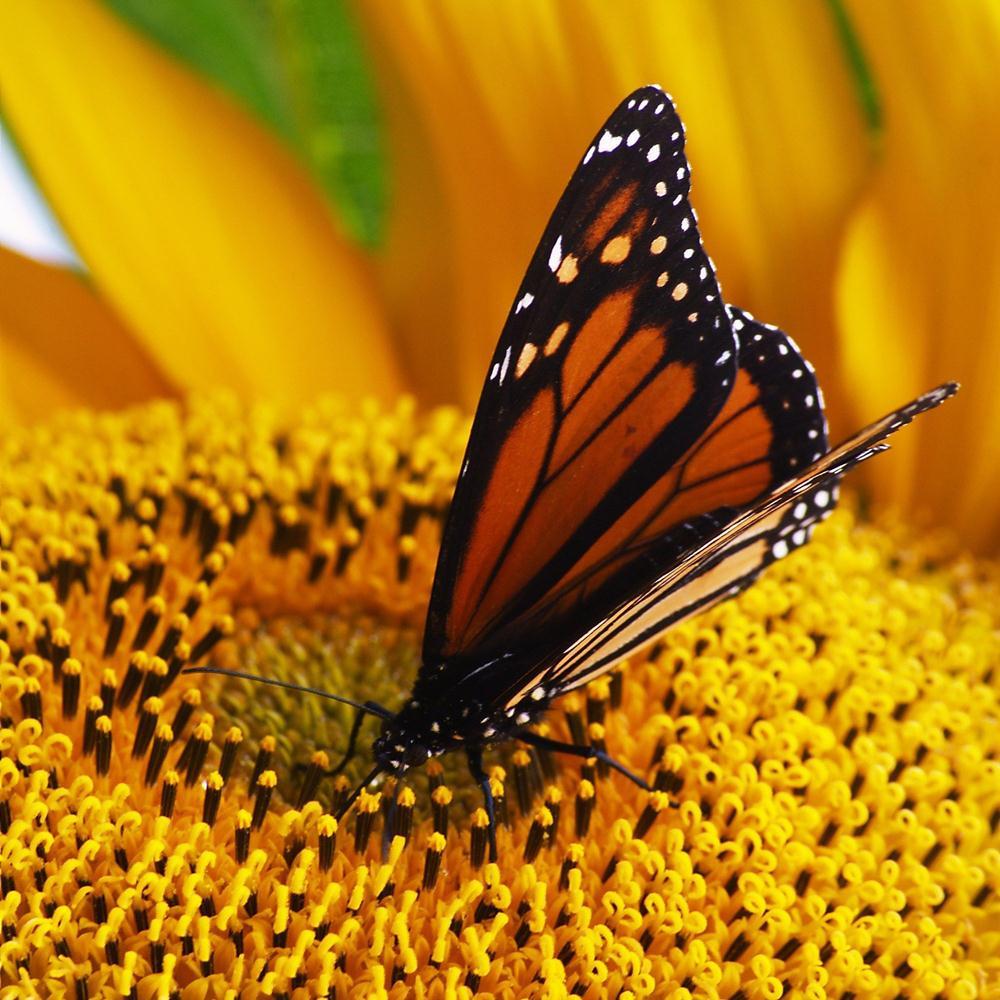 Monarch Butterfly Sitting On Yellow Sunflower Canvas Painting Synthetic Frame-Paintings MDF Framing-AFF_FR-IC 5000085 IC 5000085, Animals, Botanical, Dance, Floral, Flowers, Music and Dance, Nature, Scenic, monarch, butterfly, sitting, on, yellow, sunflower, canvas, painting, synthetic, frame, abundance, animal, bright, closeup, feeding, flower, golden, insect, natural, one, plant, sharing, single, artzfolio, wall decor for living room, wall frames for living room, frames for living room, wall art, canvas p