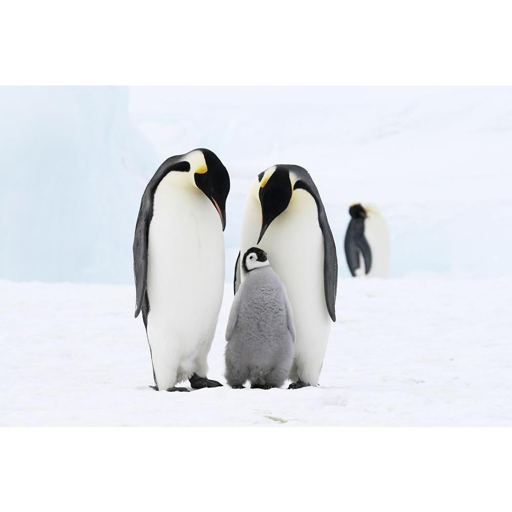 Penguins In The Weddell Sea Antarctica Canvas Painting Synthetic Frame-Paintings MDF Framing-AFF_FR-IC 5000118 IC 5000118, Animals, Birds, Nature, Scenic, Wildlife, penguins, in, the, weddell, sea, antarctica, canvas, painting, synthetic, frame, penguin, emperor, animal, arctic, bird, cold, freeze, frozen, ice, polar, pole, snow, vertical, winter, artzfolio, wall decor for living room, wall frames for living room, frames for living room, wall art, canvas painting, wall frame, scenery, panting, paintings for