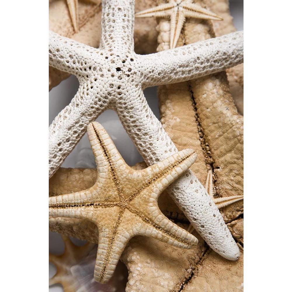 Different Starfish Canvas Painting Synthetic Frame-Paintings MDF Framing-AFF_FR-IC 5000121 IC 5000121, Abstract Expressionism, Abstracts, Animals, Nature, Scenic, Semi Abstract, Wildlife, different, starfish, canvas, painting, synthetic, frame, abstract, animal, background, macro, ocean, peaceful, sea, artzfolio, wall decor for living room, wall frames for living room, frames for living room, wall art, canvas painting, wall frame, scenery, panting, paintings for living room, framed wall art, wall painting, 