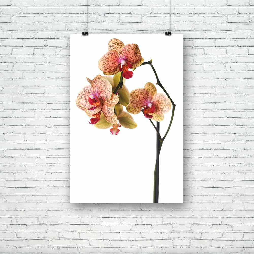 Orchid Image Unframed Paper Poster-Paper Posters Unframed-POS_UN-IC 5000160 IC 5000160, Black and White, Botanical, Decorative, Floral, Flowers, Love, Nature, Patterns, Romance, Scenic, Signs, Signs and Symbols, Tropical, White, orchid, image, unframed, paper, poster, orchids, background, beautiful, beauty, bloom, blossom, border, botany, branch, bright, bud, close, closeup, color, day, design, dotted, exotic, flora, flower, fragility, fresh, freshness, gift, isolate, isolated, long, macro, pattern, petal, 