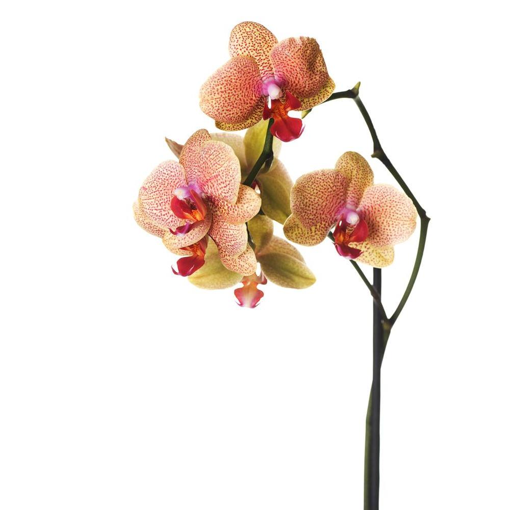 Orchid Isolated On White Canvas Painting Synthetic Frame-Paintings MDF Framing-AFF_FR-IC 5000160 IC 5000160, Black and White, Botanical, Decorative, Floral, Flowers, Love, Nature, Patterns, Romance, Scenic, Signs, Signs and Symbols, Tropical, White, orchid, isolated, on, canvas, painting, synthetic, frame, orchids, background, beautiful, beauty, bloom, blossom, border, botany, branch, bright, bud, close, closeup, color, day, design, dotted, exotic, flora, flower, fragility, fresh, freshness, gift, isolate, 