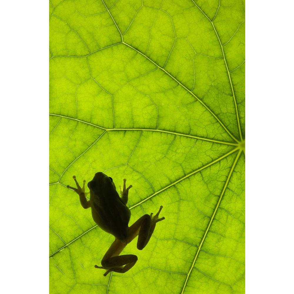 ArtzFolio Tree Frog Backlit On A Leaf Unframed Paper Poster-Paper Posters Unframed-AZART6462935POS_UN_L-Image Code 5000163 Vishnu Image Folio Pvt Ltd, IC 5000163, ArtzFolio, Paper Posters Unframed, Animals, Floral, Photography, tree, frog, backlit, on, a, leaf, unframed, paper, poster, wall, large, size, for, living, room, home, decoration, big, framed, decor, posters, pitaara, box, modern, art, with, frame, bedroom, amazonbasics, door, drawing, small, decorative, office, reception, multiple, friends, image