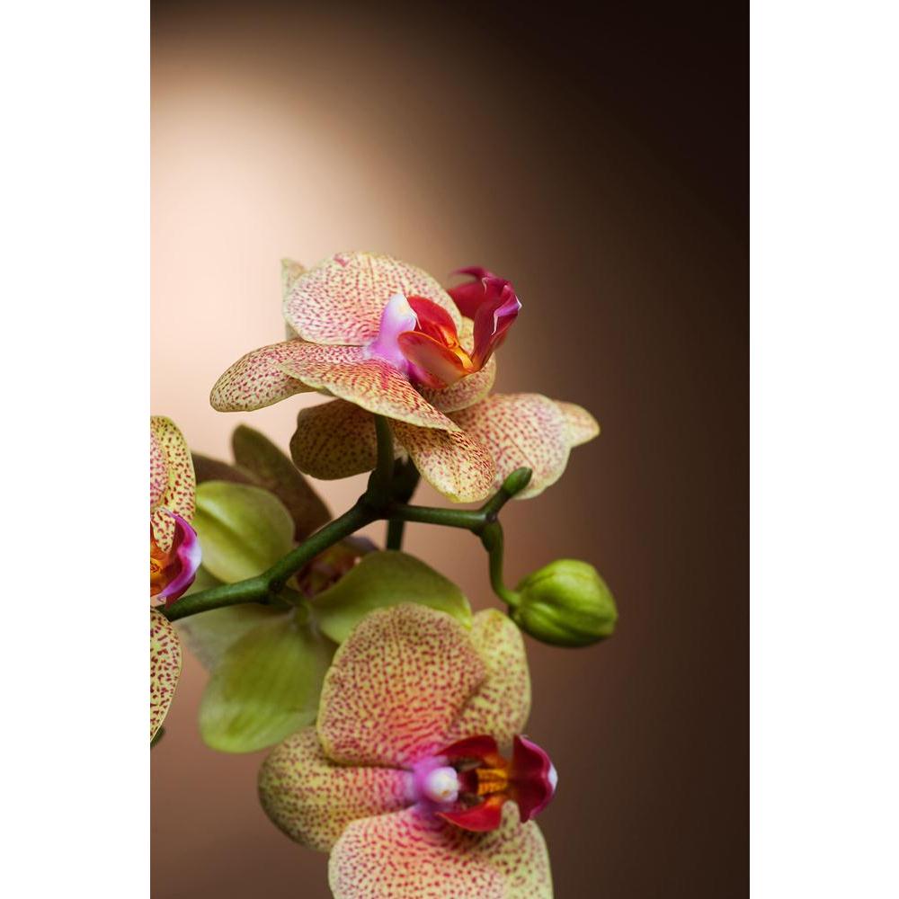 ArtzFolio Beautiful Dotted Orchid Unframed Paper Poster-Paper Posters Unframed-AZART6463002POS_UN_L-Image Code 5000164 Vishnu Image Folio Pvt Ltd, IC 5000164, ArtzFolio, Paper Posters Unframed, Floral, Photography, beautiful, dotted, orchid, unframed, paper, poster, wall, large, size, for, living, room, home, decoration, big, framed, decor, posters, pitaara, box, modern, art, with, frame, bedroom, amazonbasics, door, drawing, small, decorative, office, reception, multiple, friends, images, reprints, reprint