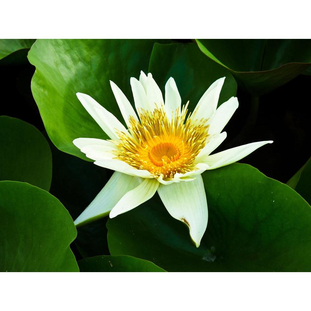 Lotus Canvas Painting Synthetic Frame-Paintings MDF Framing-AFF_FR-IC 5000195 IC 5000195, Ancient, Animals, Art and Paintings, Asian, Black, Black and White, Botanical, Chinese, Culture, Decorative, Ethnic, Floral, Flowers, Historical, Medieval, Nature, Patterns, Religion, Religious, Scenic, Signs, Signs and Symbols, Symbols, Traditional, Tribal, Vintage, White, World Culture, lotus, canvas, painting, synthetic, frame, animal, art, asia, background, beauty, blossom, botany, celebration, china, color, colorf