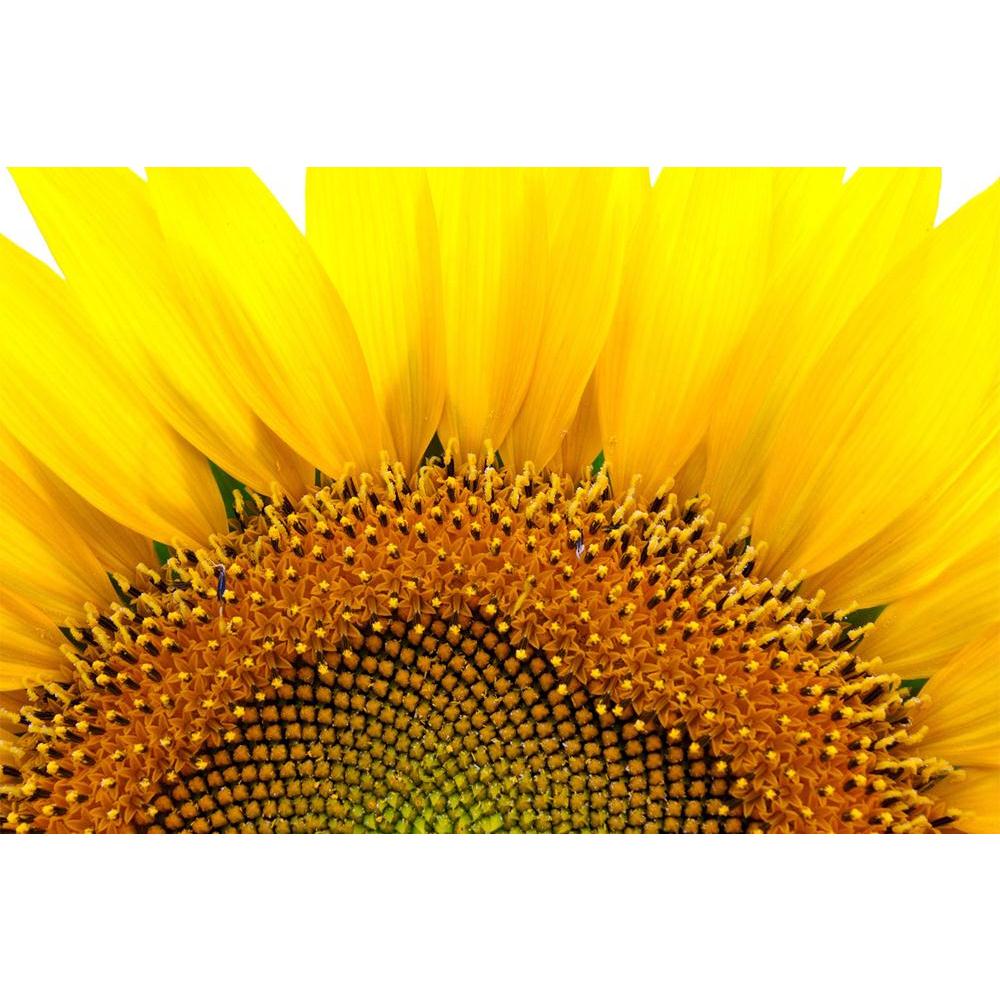 ArtzFolio Sunflower D2 Unframed Paper Poster-Paper Posters Unframed-AZART7364024POS_UN_L-Image Code 5000201 Vishnu Image Folio Pvt Ltd, IC 5000201, ArtzFolio, Paper Posters Unframed, Floral, Photography, sunflower, d2, unframed, paper, poster, wall, large, size, for, living, room, home, decoration, big, framed, decor, posters, pitaara, box, modern, art, with, frame, bedroom, amazonbasics, door, drawing, small, decorative, office, reception, multiple, friends, images, reprints, reprint, kids, bathroom, desig