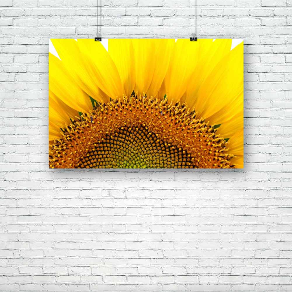 Sunflower D1 Unframed Paper Poster-Paper Posters Unframed-POS_UN-IC 5000201 IC 5000201, Botanical, Culture, Ethnic, Floral, Flowers, Nature, Rural, Scenic, Seasons, Traditional, Tribal, World Culture, sunflower, d1, unframed, paper, poster, agriculture, background, beautiful, bloom, blossom, bright, closeup, colorful, countryside, crop, environment, field, flora, flower, golden, grow, growth, head, inflorescence, isolated, leaf, macro, natural, pestle, petal, plant, pollen, positive, scene, season, seed, st