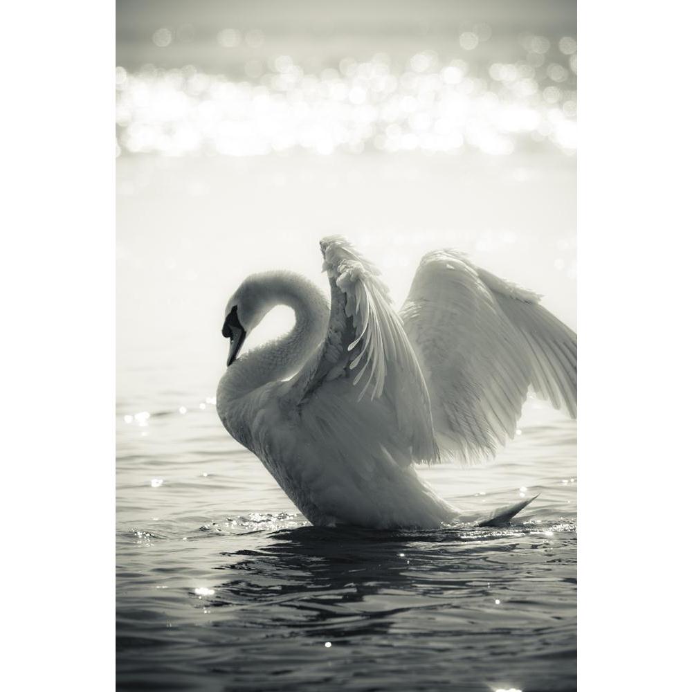 Swan In A Lake Canvas Painting Synthetic Frame-Paintings MDF Framing-AFF_FR-IC 5000218 IC 5000218, Animals, Birds, Black, Black and White, Digital, Digital Art, Graphic, Love, Romance, Sunrises, White, Wildlife, swan, in, a, lake, canvas, painting, synthetic, frame, swans, and, animal, beautiful, bird, calm, elegance, fairytale, feathers, fidelity, grace, graceful, grey, haze, light, lovely, mirror, mist, monochromatic, morning, peaceful, plumage, pristine, profile, purity, reflection, reflections, serene, 