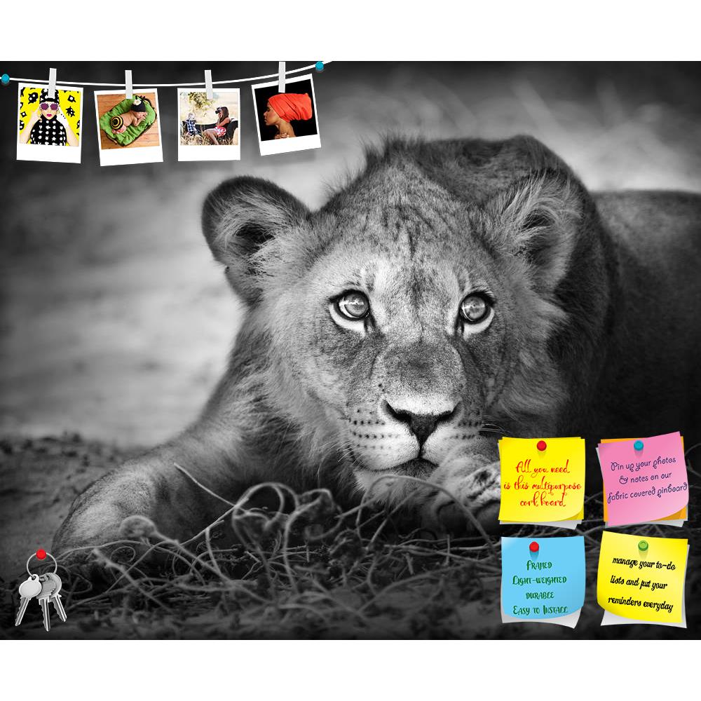 ArtzFolio Lion Panthera Leo Printed Bulletin Board Notice Pin Board Soft Board | Frameless-Bulletin Boards Frameless-AZSAO7894401BLB_FL_L-Image Code 5000227 Vishnu Image Folio Pvt Ltd, IC 5000227, ArtzFolio, Bulletin Boards Frameless, Animals, Photography, lion, panthera, leo, printed, bulletin, board, notice, pin, soft, frameless, close-up, portrait, young, lion;, pin up board, push pin board, extra large cork board, big pin board, notice board, small bulletin board, cork board, wall notice board, giant co