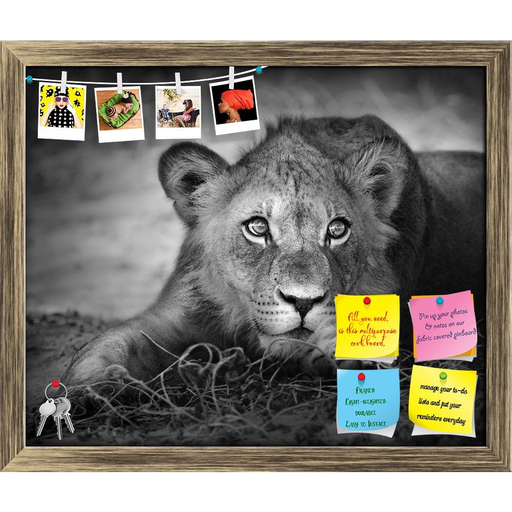 ArtzFolio Lion Panthera Leo Printed Bulletin Board Notice Pin Board Soft Board | Framed-Bulletin Boards Framed-AZSAO7894401BLB_FR_L-Image Code 5000227 Vishnu Image Folio Pvt Ltd, IC 5000227, ArtzFolio, Bulletin Boards Framed, Animals, Photography, lion, panthera, leo, printed, bulletin, board, notice, pin, soft, framed, close-up, portrait, young, lion;, pin up board, push pin board, extra large cork board, big pin board, notice board, small bulletin board, cork board, wall notice board, giant cork board, bu