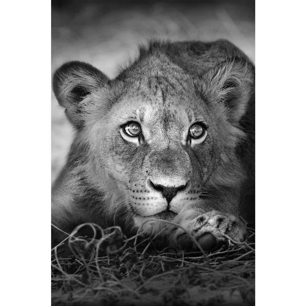 ArtzFolio Lion Panthera Leo Unframed Paper Poster-Paper Posters Unframed-AZART7894401POS_UN_L-Image Code 5000227 Vishnu Image Folio Pvt Ltd, IC 5000227, ArtzFolio, Paper Posters Unframed, Animals, Photography, lion, panthera, leo, unframed, paper, poster, wall, large, size, for, living, room, home, decoration, big, framed, decor, posters, pitaara, box, modern, art, with, frame, bedroom, amazonbasics, door, drawing, small, decorative, office, reception, multiple, friends, images, reprints, reprint, kids, bat