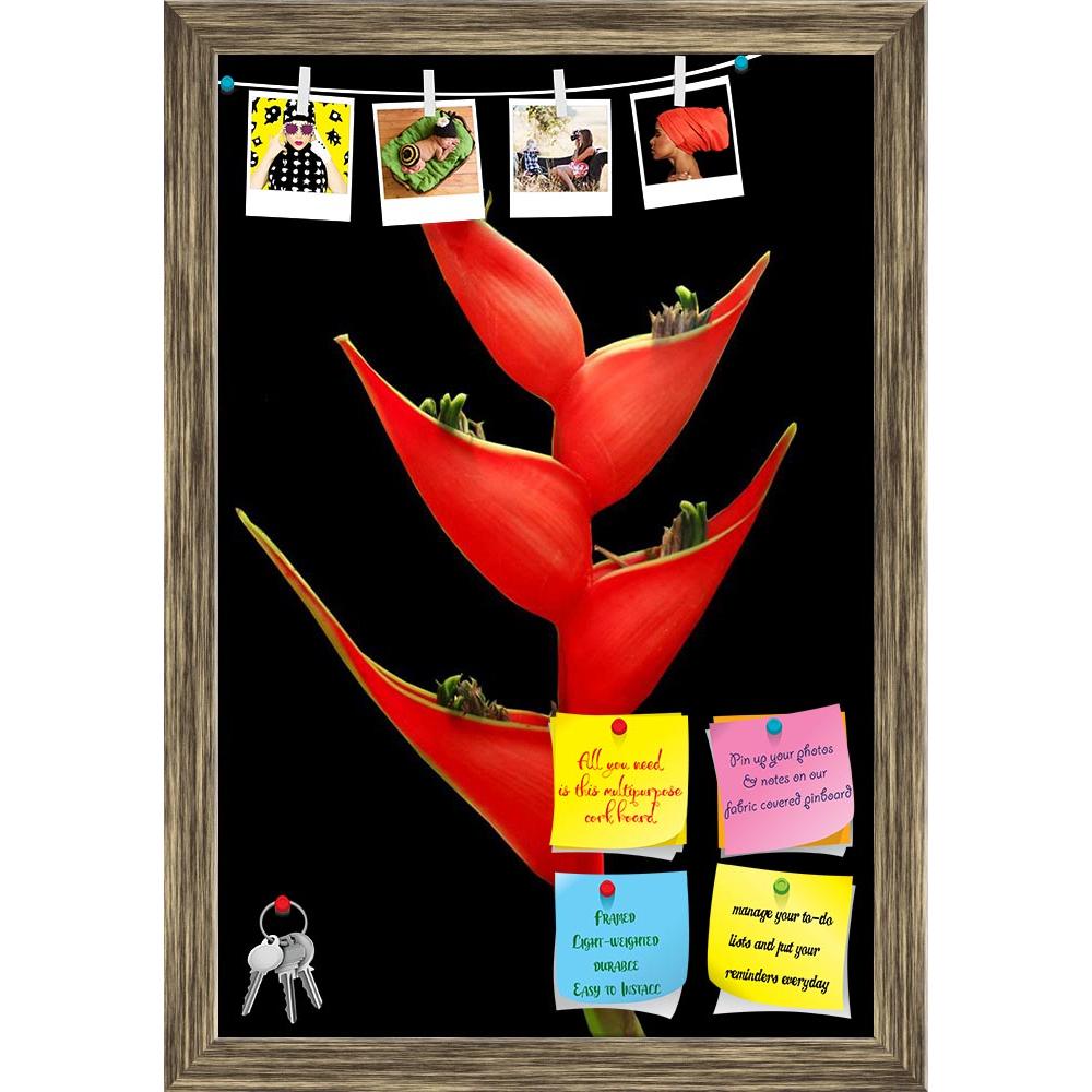 ArtzFolio Red Bird Of Paradise Flower Printed Bulletin Board Notice Pin Board Soft Board | Framed-Bulletin Boards Framed-AZSAO9094722BLB_FR_L-Image Code 5000297 Vishnu Image Folio Pvt Ltd, IC 5000297, ArtzFolio, Bulletin Boards Framed, Floral, Photography, red, bird, of, paradise, flower, printed, bulletin, board, notice, pin, soft, framed, isolate, black, background, pin up board, push pin board, extra large cork board, big pin board, notice board, small bulletin board, cork board, wall notice board, giant