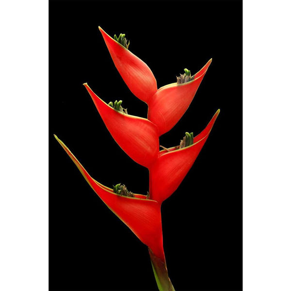 Red Bird Of Paradise Flower Unframed Paper Poster-Paper Posters Unframed-POS_UN-IC 5000297 IC 5000297, Birds, Black, Black and White, Botanical, Decorative, Floral, Flowers, Memories, Nature, Scenic, Seasons, White, red, bird, of, paradise, flower, unframed, paper, wall, poster, background, beautiful, beauty, bloom, blossom, blue, botany, bouquet, celebration, color, colorful, day, dream, field, flora, fresh, garden, grass, green, grow, happy, ideas, isolate, isolated, leaf, memory, natural, orange, petal, 