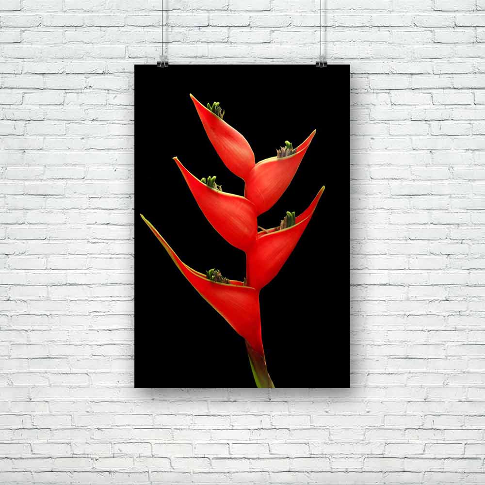 Red Bird Of Paradise Flower Unframed Paper Poster-Paper Posters Unframed-POS_UN-IC 5000297 IC 5000297, Birds, Black, Black and White, Botanical, Decorative, Floral, Flowers, Memories, Nature, Scenic, Seasons, White, red, bird, of, paradise, flower, unframed, paper, poster, background, beautiful, beauty, bloom, blossom, blue, botany, bouquet, celebration, color, colorful, day, dream, field, flora, fresh, garden, grass, green, grow, happy, ideas, isolate, isolated, leaf, memory, natural, orange, petal, plant,