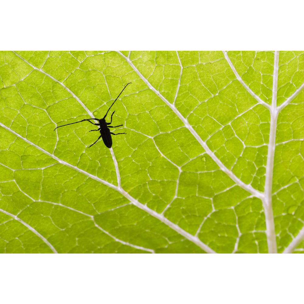 Longhorn Beetle On A Green Leaf Canvas Painting Synthetic Frame-Paintings MDF Framing-AFF_FR-IC 5000298 IC 5000298, Abstract Expressionism, Abstracts, Animals, Nature, Scenic, Semi Abstract, longhorn, beetle, on, a, green, leaf, canvas, painting, synthetic, frame, abstract, animal, colorful, forest, insect, jungle, silhouette, vein, artzfolio, wall decor for living room, wall frames for living room, frames for living room, wall art, canvas painting, wall frame, scenery, panting, paintings for living room, f