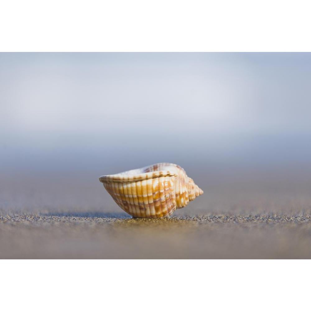 Small Seashell Upturned On The Beach Canvas Painting Synthetic Frame-Paintings MDF Framing-AFF_FR-IC 5000310 IC 5000310, Nature, Scenic, small, seashell, upturned, on, the, beach, canvas, painting, synthetic, frame, central, conch, detail, sand, seashore, shell, shore, artzfolio, wall decor for living room, wall frames for living room, frames for living room, wall art, canvas painting, wall frame, scenery, panting, paintings for living room, framed wall art, wall painting, scenery painting, framed wall pain