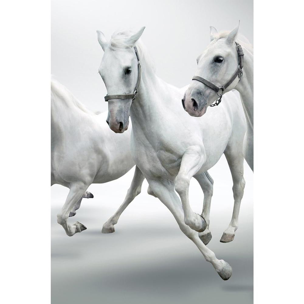ArtzFolio White Horses D1 Unframed Paper Poster-Paper Posters Unframed-AZART9763530POS_UN_L-Image Code 5000379 Vishnu Image Folio Pvt Ltd, IC 5000379, ArtzFolio, Paper Posters Unframed, Animals, Photography, white, horses, d1, unframed, paper, poster, wall, large, size, for, living, room, home, decoration, big, framed, decor, posters, pitaara, box, modern, art, with, frame, bedroom, amazonbasics, door, drawing, small, decorative, office, reception, multiple, friends, images, reprints, reprint, kids, bathroo