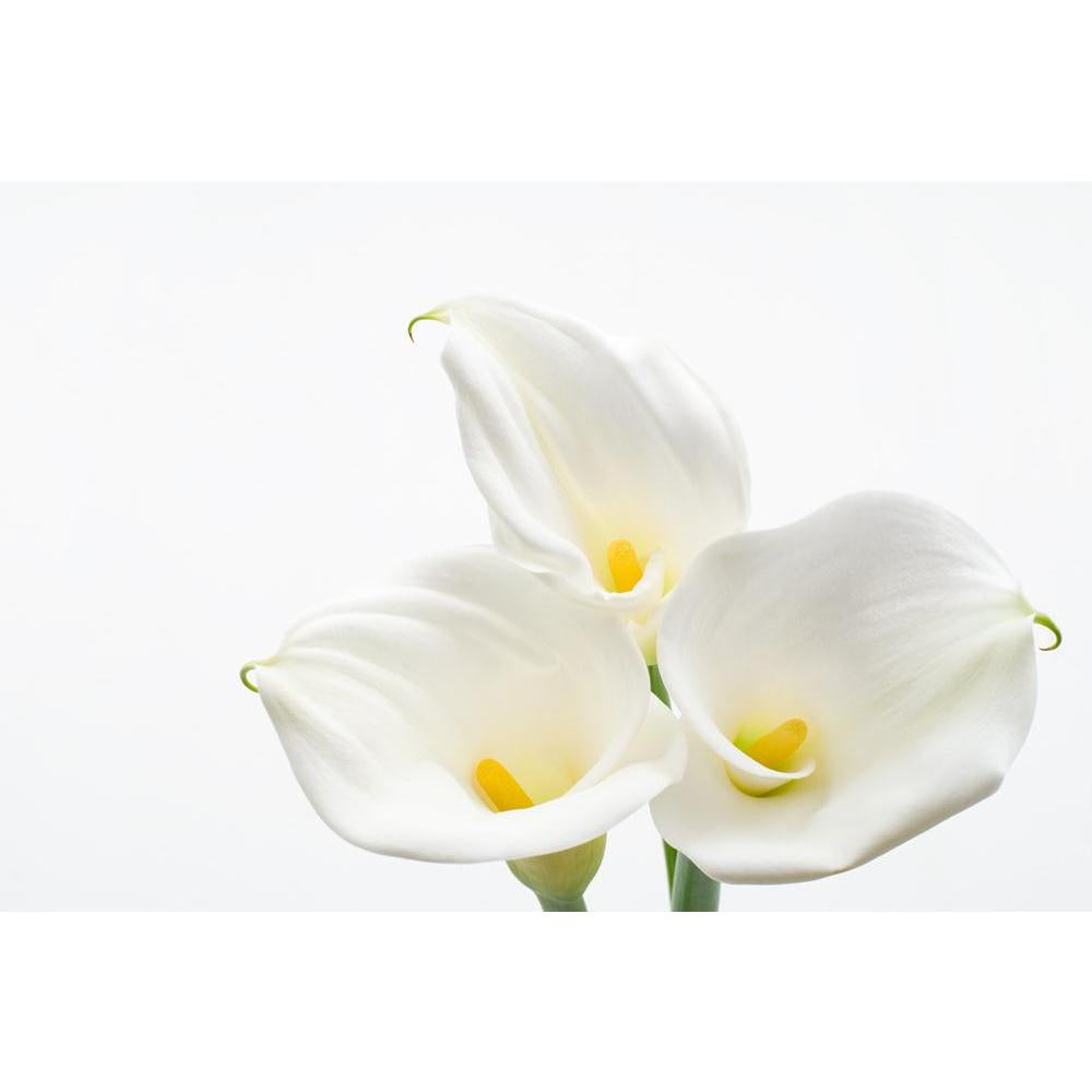 Calla Lily Canvas Painting Synthetic Frame-Paintings MDF Framing-AFF_FR-IC 5000415 IC 5000415, Black and White, Botanical, Eygptian, Floral, Flowers, Nature, Scenic, White, calla, lily, canvas, painting, synthetic, frame, araceae, arranged, arrangement, arum, beauty, bloom, blooming, blossom, blossoming, color, cut, easter, flores, flower, flowering, flowery, fresh, freshness, full, light, natural, nile, plant, spring, yellow, zantedeschia, artzfolio, wall decor for living room, wall frames for living room,