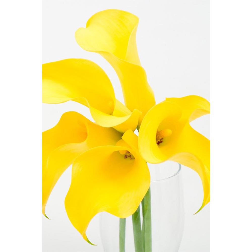 ArtzFolio Yellow Calla Lily D1 Unframed Paper Poster-Paper Posters Unframed-AZART10083714POS_UN_L-Image Code 5000416 Vishnu Image Folio Pvt Ltd, IC 5000416, ArtzFolio, Paper Posters Unframed, Floral, Photography, yellow, calla, lily, d1, unframed, paper, poster, wall, large, size, for, living, room, home, decoration, big, framed, decor, posters, pitaara, box, modern, art, with, frame, bedroom, amazonbasics, door, drawing, small, decorative, office, reception, multiple, friends, images, reprints, reprint, ki