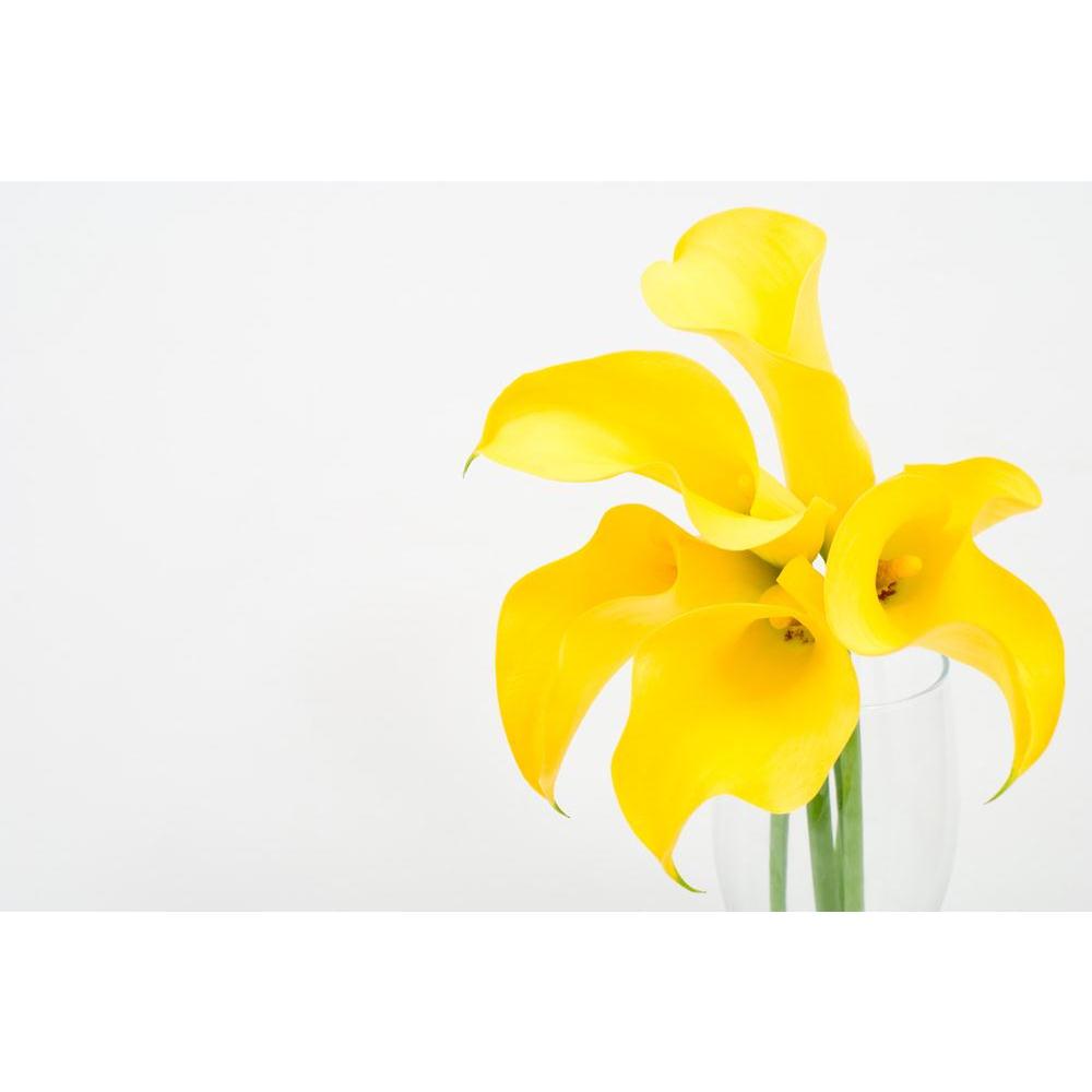 Yellow Calla Lily Canvas Painting Synthetic Frame-Paintings MDF Framing-AFF_FR-IC 5000416 IC 5000416, Black and White, Botanical, Eygptian, Floral, Flowers, Nature, Scenic, White, yellow, calla, lily, canvas, painting, synthetic, frame, araceae, arranged, arrangement, arum, beauty, bloom, blooming, blossom, blossoming, bright, brilliant, color, cut, easter, flores, flower, flowering, flowery, fresh, freshness, full, green, light, natural, nile, plant, spring, vivid, zantedeschia, artzfolio, wall decor for l