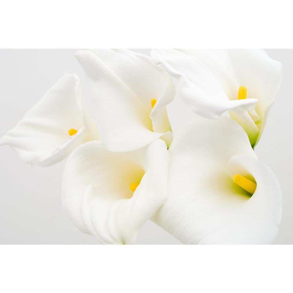 Calla Lily Canvas Painting Synthetic Frame-Paintings MDF Framing-AFF_FR-IC 5000417 IC 5000417, Black and White, Botanical, Eygptian, Floral, Flowers, Nature, Scenic, White, calla, lily, canvas, painting, synthetic, frame, araceae, arranged, arrangement, arum, beauty, bloom, blooming, blossom, blossoming, color, cut, easter, flores, flower, flowering, flowery, fresh, freshness, full, light, natural, nile, plant, spring, yellow, zantedeschia, artzfolio, wall decor for living room, wall frames for living room,