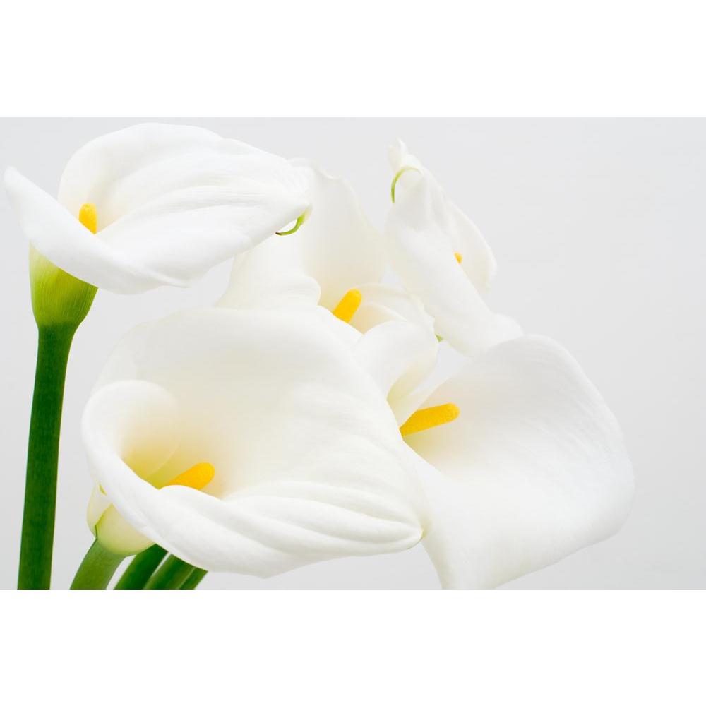 Calla Lily Canvas Painting Synthetic Frame-Paintings MDF Framing-AFF_FR-IC 5000418 IC 5000418, Black and White, Botanical, Eygptian, Floral, Flowers, Nature, Scenic, White, calla, lily, canvas, painting, synthetic, frame, araceae, arranged, arrangement, arum, beauty, bloom, blooming, blossom, blossoming, color, cut, easter, flores, flower, flowering, flowery, fresh, freshness, full, light, natural, nile, plant, spring, yellow, zantedeschia, artzfolio, wall decor for living room, wall frames for living room,