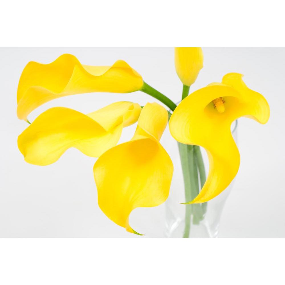 Yellow Calla Lily Canvas Painting Synthetic Frame-Paintings MDF Framing-AFF_FR-IC 5000419 IC 5000419, Black and White, Botanical, Eygptian, Floral, Flowers, Nature, Scenic, White, yellow, calla, lily, canvas, painting, synthetic, frame, araceae, arranged, arrangement, arum, beauty, bloom, blooming, blossom, blossoming, bright, brilliant, color, cut, easter, flores, flower, flowering, flowery, fresh, freshness, full, green, light, natural, nile, plant, spring, vivid, zantedeschia, artzfolio, wall decor for l