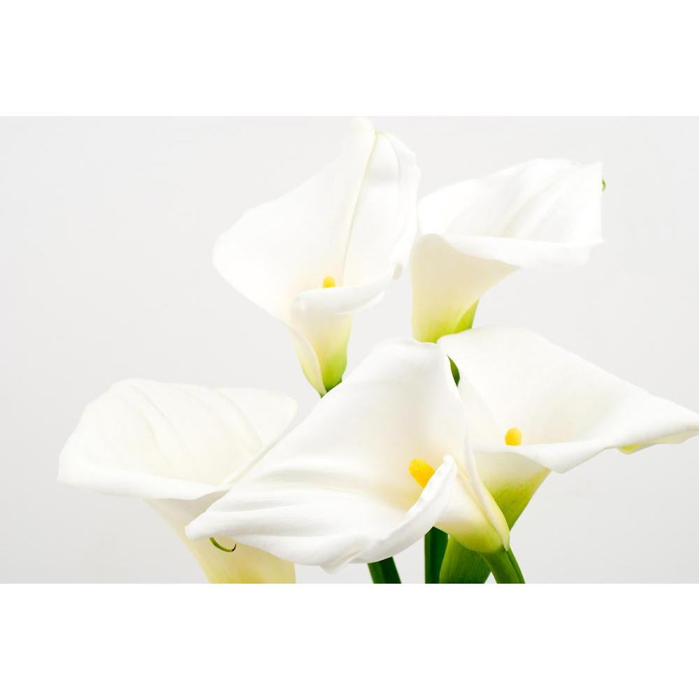 Calla Lily Canvas Painting Synthetic Frame-Paintings MDF Framing-AFF_FR-IC 5000420 IC 5000420, Black and White, Botanical, Eygptian, Floral, Flowers, Nature, Scenic, White, calla, lily, canvas, painting, synthetic, frame, araceae, arranged, arrangement, arum, beauty, bloom, blooming, blossom, blossoming, color, cut, easter, flores, flower, flowering, flowery, fresh, freshness, full, light, natural, nile, plant, spring, yellow, zantedeschia, artzfolio, wall decor for living room, wall frames for living room,