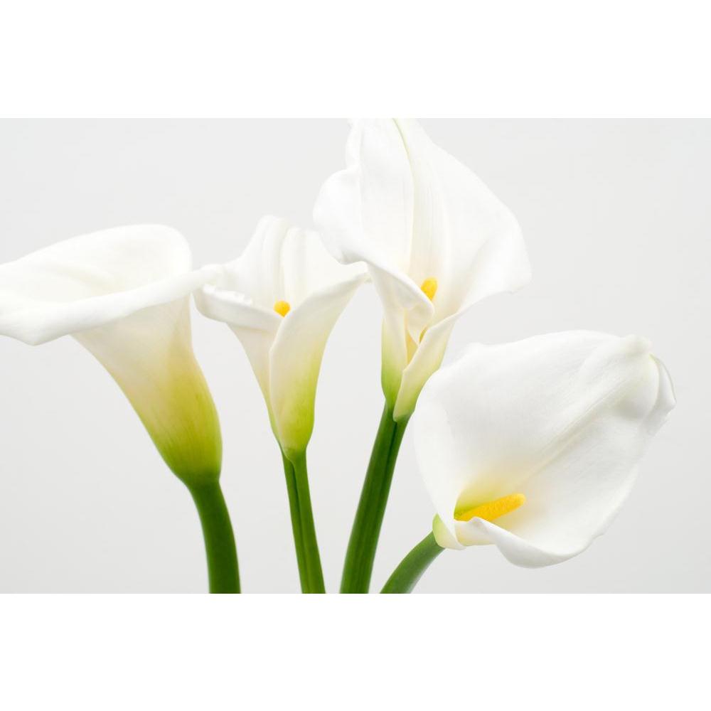 Calla Lily Canvas Painting Synthetic Frame-Paintings MDF Framing-AFF_FR-IC 5000421 IC 5000421, Black and White, Botanical, Eygptian, Floral, Flowers, Nature, Scenic, White, calla, lily, canvas, painting, synthetic, frame, araceae, arranged, arrangement, arum, beauty, bloom, blooming, blossom, blossoming, color, cut, easter, flores, flower, flowering, flowery, fresh, freshness, full, light, natural, nile, plant, spring, yellow, zantedeschia, artzfolio, wall decor for living room, wall frames for living room,