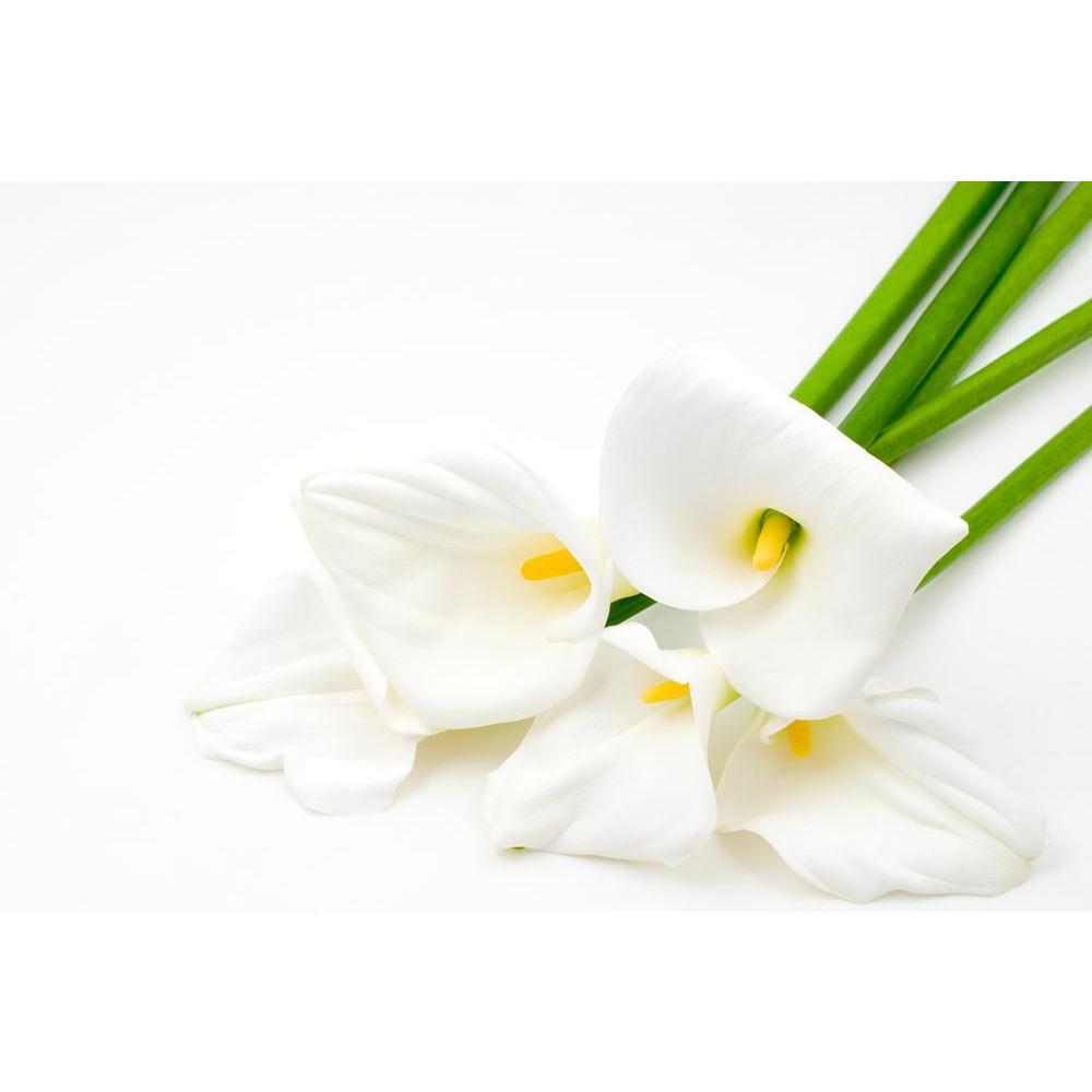 Calla Lily Canvas Painting Synthetic Frame-Paintings MDF Framing-AFF_FR-IC 5000422 IC 5000422, Black and White, Botanical, Eygptian, Floral, Flowers, Nature, Scenic, White, calla, lily, canvas, painting, synthetic, frame, arum, araceae, arranged, arrangement, beauty, bloom, blooming, blossom, blossoming, color, cut, easter, flores, flower, flowering, flowery, fresh, freshness, full, light, natural, nile, plant, spring, yellow, zantedeschia, artzfolio, wall decor for living room, wall frames for living room,