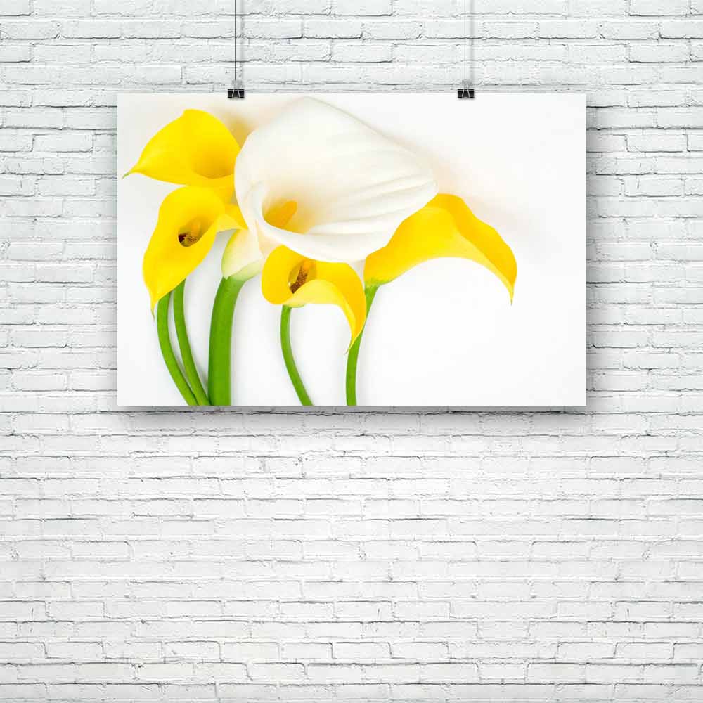 Colors Calla Lily Unframed Paper Poster-Paper Posters Unframed-POS_UN-IC 5000423 IC 5000423, Black and White, Botanical, Eygptian, Floral, Flowers, Nature, Scenic, White, colors, calla, lily, unframed, paper, poster, araceae, arranged, arrangement, arum, beauty, bloom, blooming, blossom, blossoming, bright, brilliant, color, cut, easter, flores, flower, flowering, flowery, fresh, freshness, full, green, light, natural, nile, plant, spring, vivid, yellow, zantedeschia, artzfolio, posters, wall posters, poste