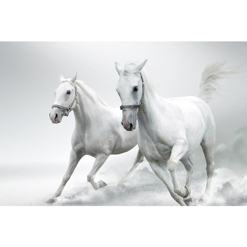 ArtzFolio White Horses D2 Unframed Paper Poster-Paper Posters Unframed-AZART10101254POS_UN_L-Image Code 5000426 Vishnu Image Folio Pvt Ltd, IC 5000426, ArtzFolio, Paper Posters Unframed, Animals, Photography, white, horses, d2, unframed, paper, poster, wall, large, size, for, living, room, home, decoration, big, framed, decor, posters, pitaara, box, modern, art, with, frame, bedroom, amazonbasics, door, drawing, small, decorative, office, reception, multiple, friends, images, reprints, reprint, kids, bathro