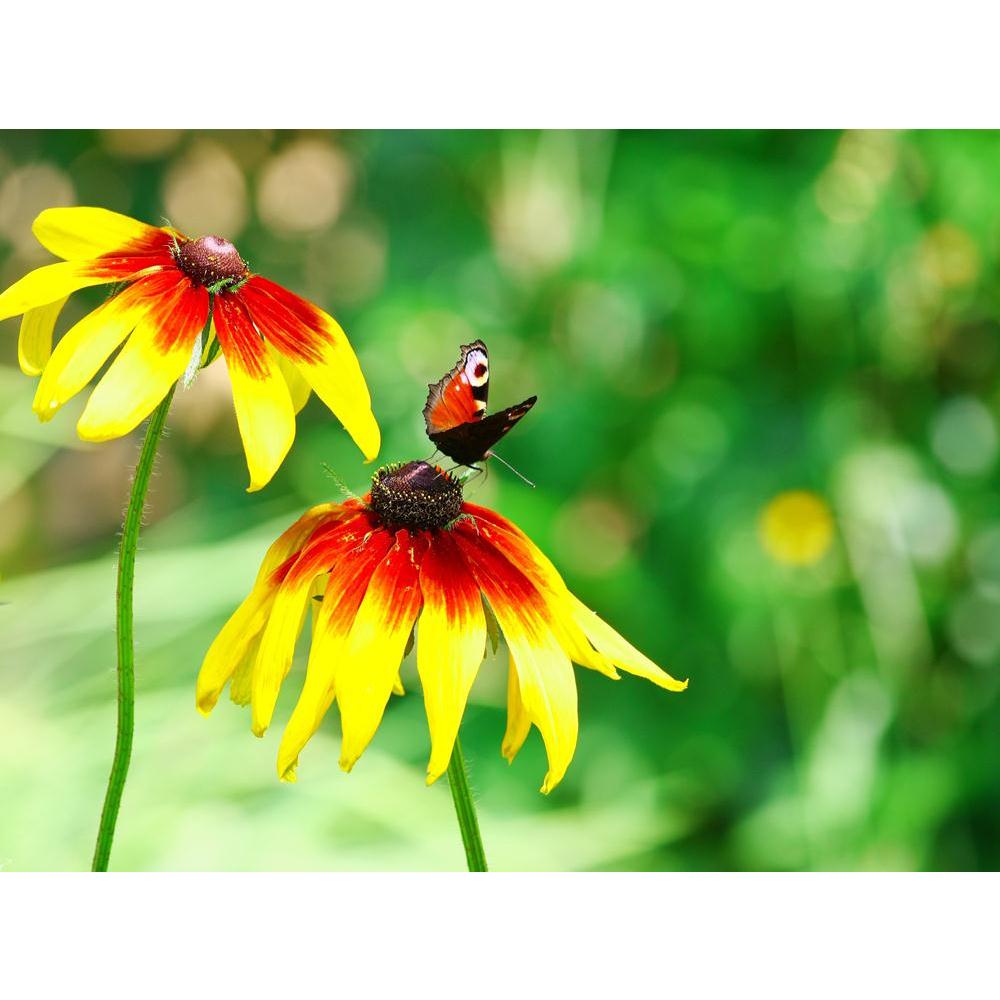 Butterfly Canvas Painting Synthetic Frame-Paintings MDF Framing-AFF_FR-IC 5000427 IC 5000427, Animals, Birds, Botanical, Floral, Flowers, Nature, Scenic, Seasons, butterfly, canvas, painting, synthetic, frame, antenna, background, beautiful, beauty, bright, butterflies, color, crop, crowd, cultivate, entomology, fauna, flora, fly, flying, fresh, grass, green, ground, group, grow, growth, head, horizontal, insects, iridescent, lawn, leadership, leaves, meadow, natural, orange, outdoors, petal, plant, season,