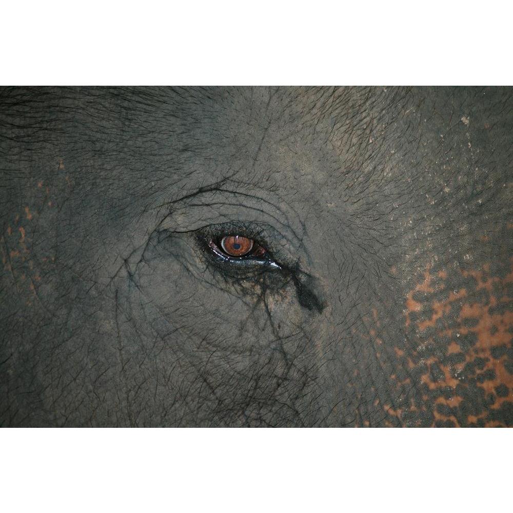 Elephant Eye Canvas Painting Synthetic Frame-Paintings MDF Framing-AFF_FR-IC 5000430 IC 5000430, African, Animals, Asian, Black, Black and White, Indian, Individuals, Nature, Patterns, Portraits, Scenic, White, Wildlife, elephant, eye, canvas, painting, synthetic, frame, africa, aged, animal, background, big, brown, close, closeup, cry, danger, detail, ear, ears, endangered, face, feed, gray, grey, head, large, mammal, old, pachyderm, pattern, portrait, sad, safari, skin, skinned, species, strong, texture, 