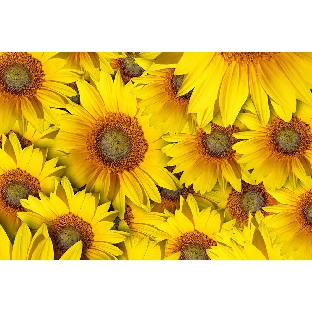 ArtzFolio Sunflower With Background Unframed Paper Poster-Paper Posters Unframed-AZART10183087POS_UN_L-Image Code 5000431 Vishnu Image Folio Pvt Ltd, IC 5000431, ArtzFolio, Paper Posters Unframed, Floral, Photography, sunflower, with, background, unframed, paper, poster, wall poster large size, wall poster for living room, poster for home decoration, paper poster, big size room poster, framed wall poster for living room, home decor posters, pitaara box, modern art poster, framed poster, wall poster with fra