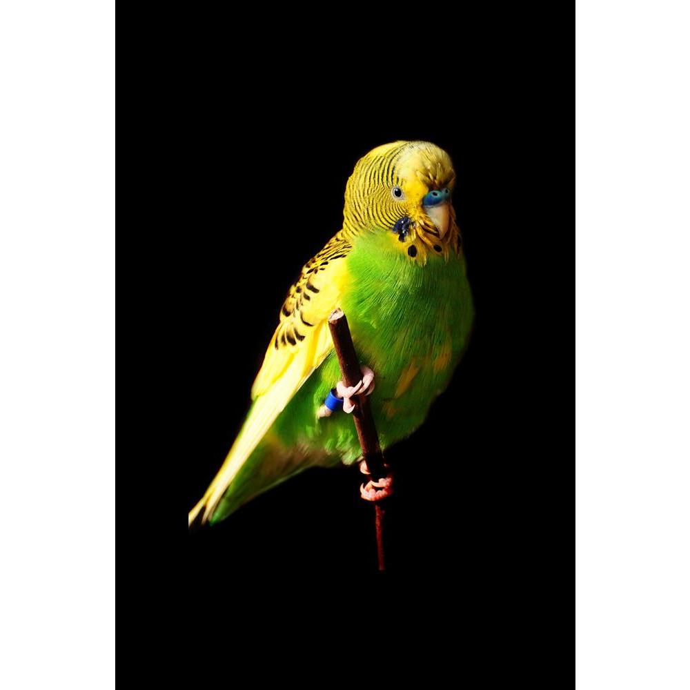 ArtzFolio Female Green Budgie Bird Unframed Paper Poster-Paper Posters Unframed-AZART10522634POS_UN_L-Image Code 5000484 Vishnu Image Folio Pvt Ltd, IC 5000484, ArtzFolio, Paper Posters Unframed, Birds, Photography, female, green, budgie, bird, unframed, paper, poster, wall, large, size, for, living, room, home, decoration, big, framed, decor, posters, pitaara, box, modern, art, with, frame, bedroom, amazonbasics, door, drawing, small, decorative, office, reception, multiple, friends, images, reprints, repr