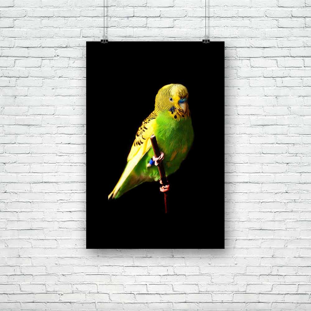 Female Green Budgie Bird Unframed Paper Poster-Paper Posters Unframed-POS_UN-IC 5000484 IC 5000484, Animals, Birds, Black, Black and White, Individuals, Pets, Portraits, Tropical, White, Wildlife, female, green, budgie, bird, unframed, paper, poster, animal, australia, australian, avian, beak, blue, budgerigar, color, colored, colour, cute, domestic, domesticated, egg, eye, feather, feathers, hand, head, isolated, parakeet, parrot, perch, perched, perching, pet, portrait, pretty, seed, shell, shot, sit, sma