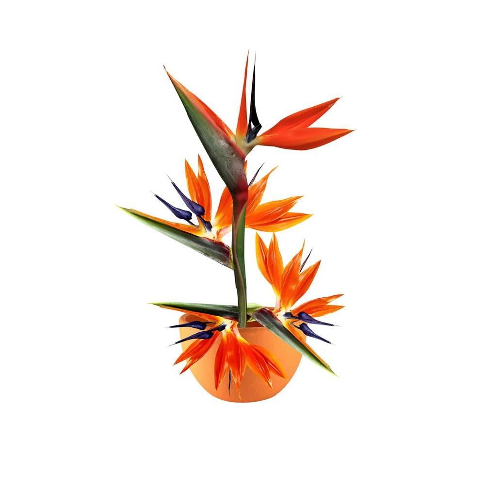 ArtzFolio Exotic Floral Unframed Paper Poster-Paper Posters Unframed-AZART10550962POS_UN_L-Image Code 5000493 Vishnu Image Folio Pvt Ltd, IC 5000493, ArtzFolio, Paper Posters Unframed, Floral, Photography, exotic, unframed, paper, poster, wall, large, size, for, living, room, home, decoration, big, framed, decor, posters, pitaara, box, modern, art, with, frame, bedroom, amazonbasics, door, drawing, small, decorative, office, reception, multiple, friends, images, reprints, reprint, kids, bathroom, designer, 