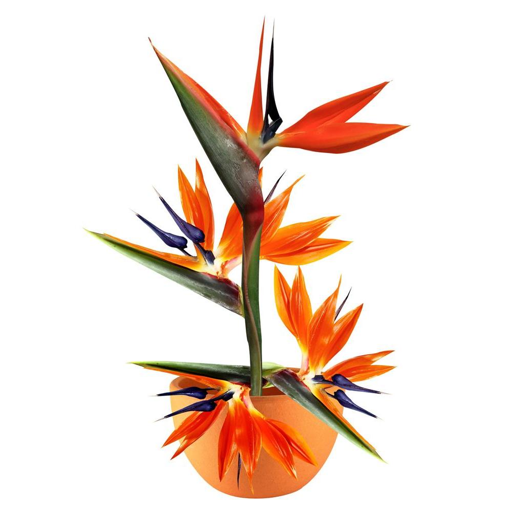 Pitaara Box Exotic Floral Peel & Stick Vinyl Wall Sticker-Laminated Wall Stickers-PBART10550962LAM_UN_L-Image Code 5000493 Vishnu Image Folio Pvt Ltd, IC 5000493, Pitaara Box, Laminated Wall Stickers, Floral, Photography, exotic, peel, stick, vinyl, wall, sticker, arrangement, flower, clay, pot, wall sticker for bedroom, large size wall decal, wall sticker for drawing room, living room wall sticker decal, artzfolio, decorative wall sticker decal, big size wall sticker, waterproof wall sticker for home, wall